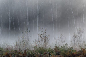 Andrea Lenz, Das Moor schweigt, Meisterklasse kreative Fotografie, foto.kunst.kultur