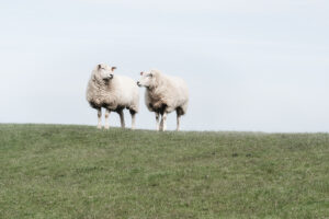Helga Partikel, foto.kunst.kultur, Sylt