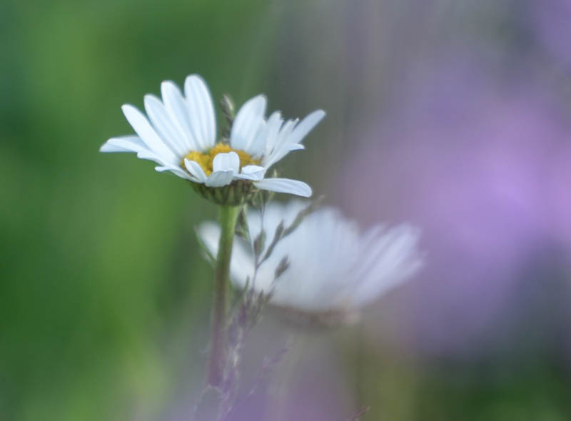 Ingrid Maier, Kreative Pflanzenfotografie, Egglhof, foto.kunst.kultur