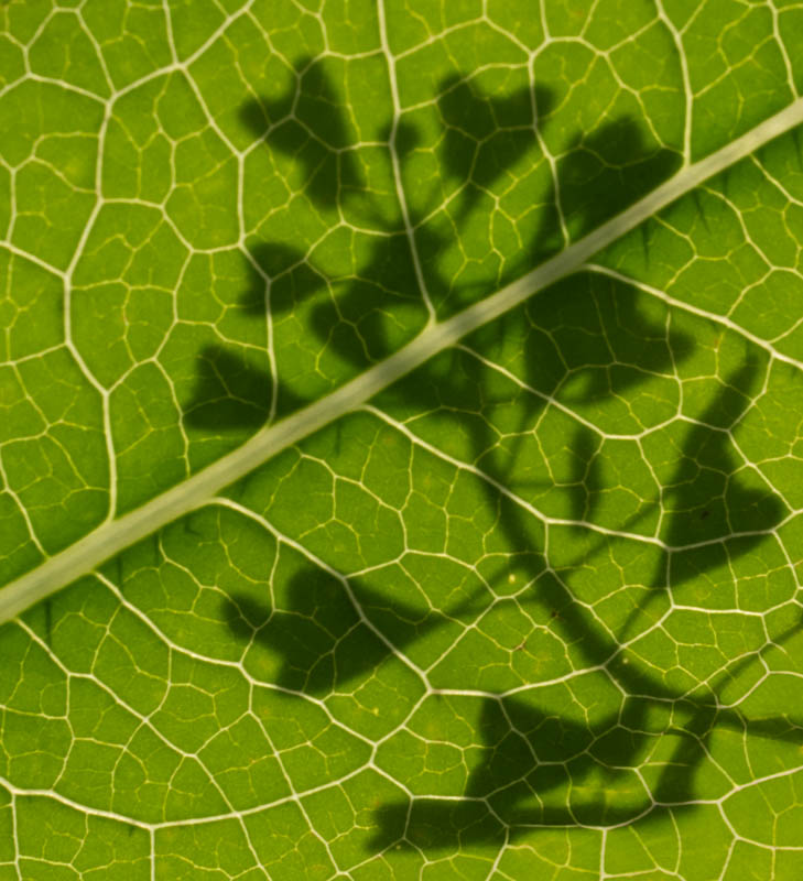 Ingrid Maier, Kreative Pflanzenfotografie, Egglhof, foto.kunst.kultur