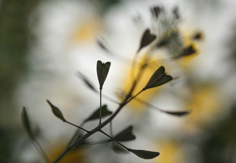 Ingrid Maier, Kreative Pflanzenfotografie, Egglhof, foto.kunst.kultur