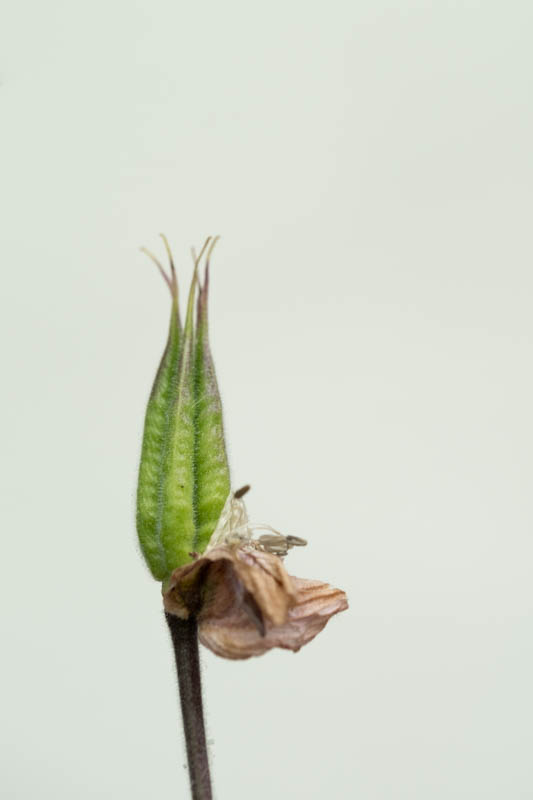 Iris Gleich, Kreative Pflanzenfotografie, Egglhof, foto.kunst.kultur