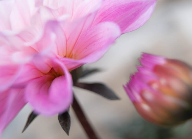 Iris Gleich, Kreative Pflanzenfotografie, Egglhof, foto.kunst.kultur