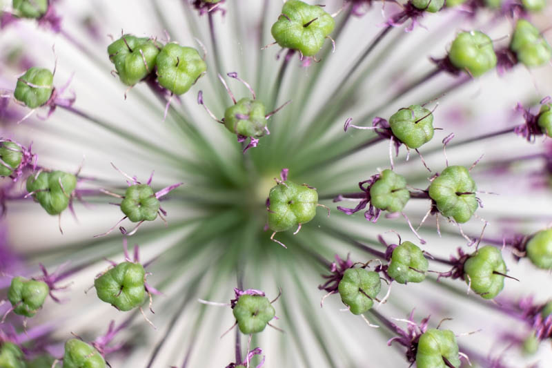 Manuela Dürr, Kreative Pflanzenfotografie, Egglhof, foto.kunst.kultur