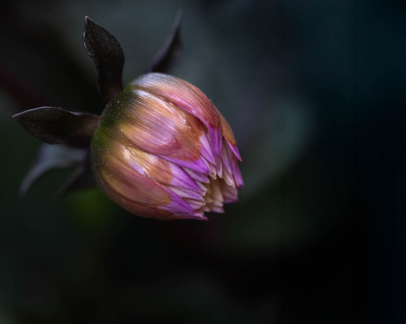 Manuela Dürr, Kreative Pflanzenfotografie, Egglhof, foto.kunst.kultur