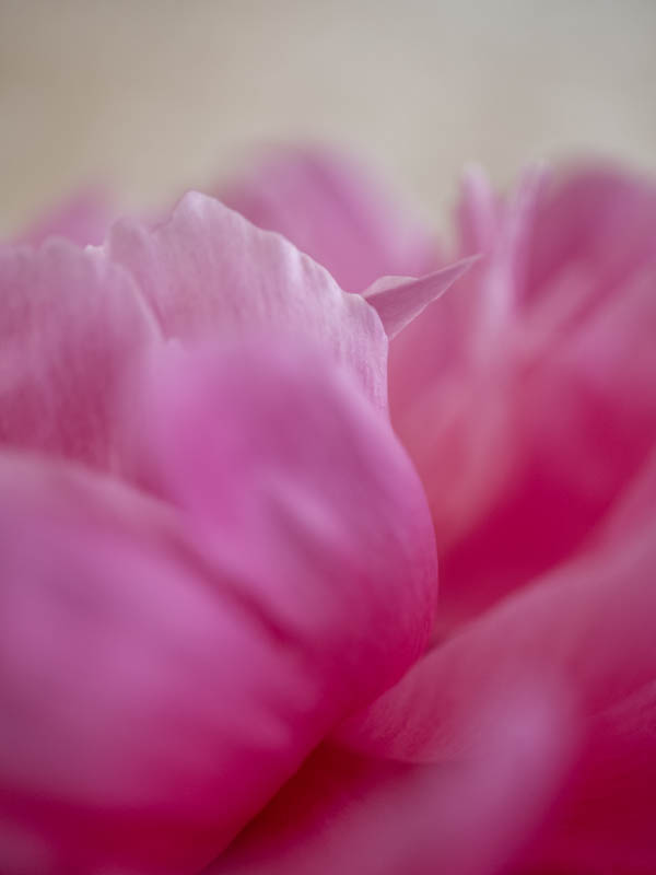 Manuela Dürr, Kreative Pflanzenfotografie, Egglhof, foto.kunst.kultur