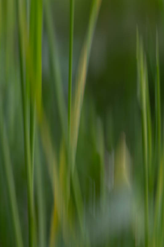 Roland Schneider, Kreative Pflanzenfotografie, Egglhof, foto.kunst.kultur