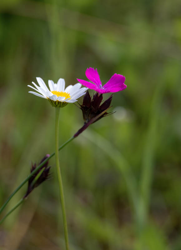 Roland Schneider, Kreative Pflanzenfotografie, Egglhof, foto.kunst.kultur