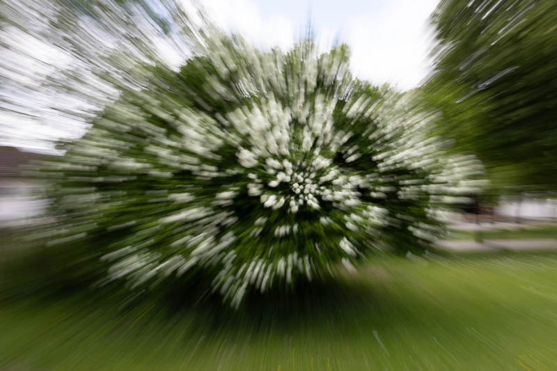 Roland Schneider, Kreative Pflanzenfotografie, Egglhof, foto.kunst.kultur