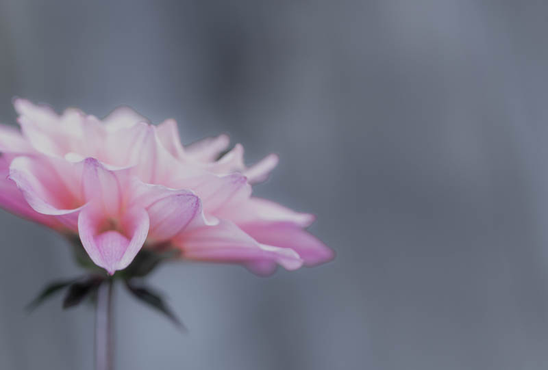 Ulrike Klein, Kreative Pflanzenfotografie, Egglhof, foto.kunst.kultur