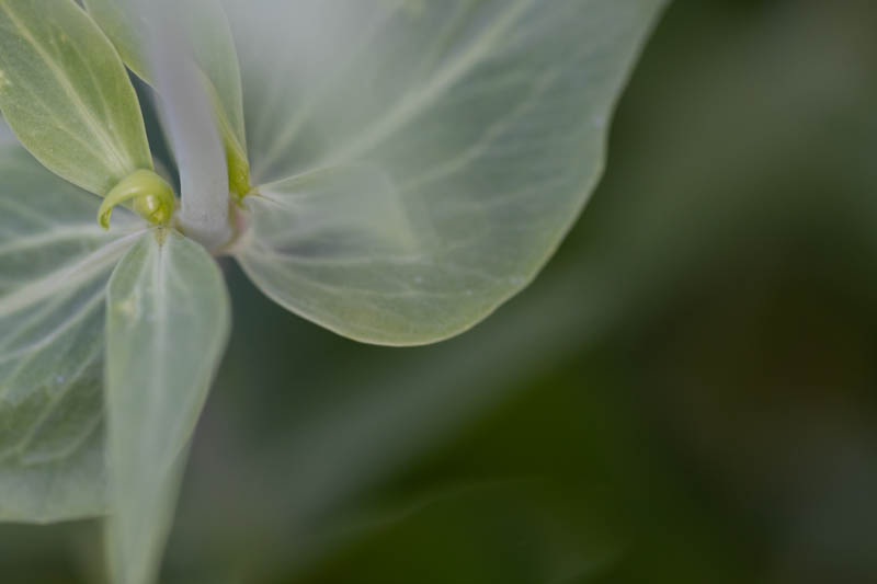 Ulrike Klein, Kreative Pflanzenfotografie, Egglhof, foto.kunst.kultur