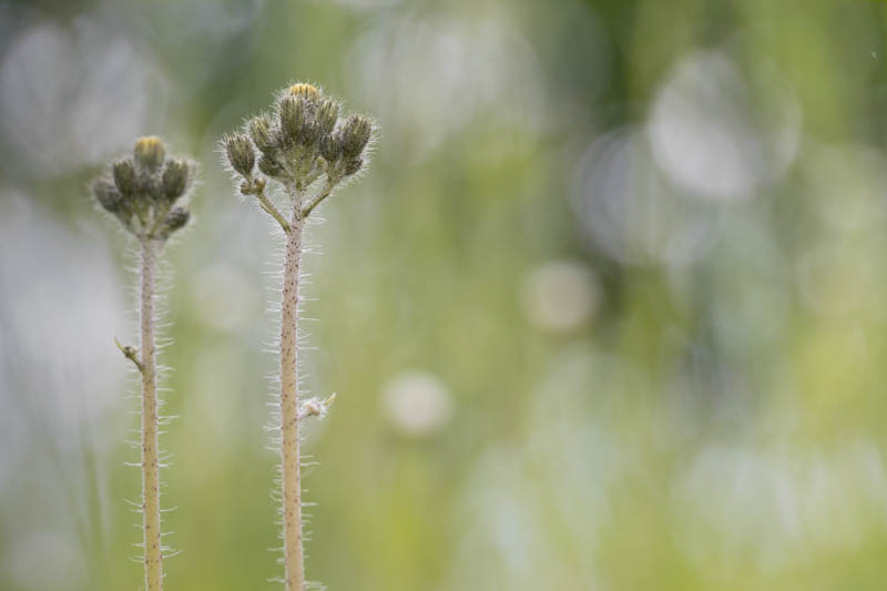 Ulrike Klein, Kreative Pflanzenfotografie, Egglhof, foto.kunst.kultur