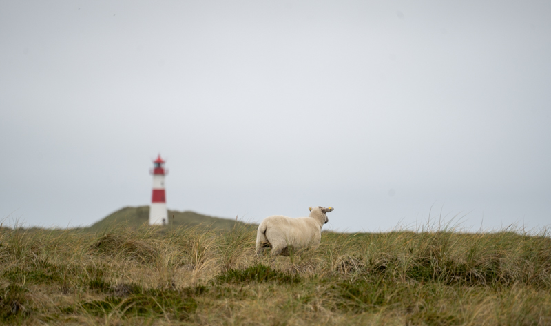 Christine-Deppermann-Sylt-foto-kunst-kultur-2 Christine Deppermann, Sylt, foto.kunst.kultur