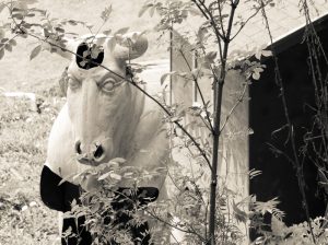 Helga Partikel, foto.kunst.kultur, Steiermark, Fotowoche Pichlschloss