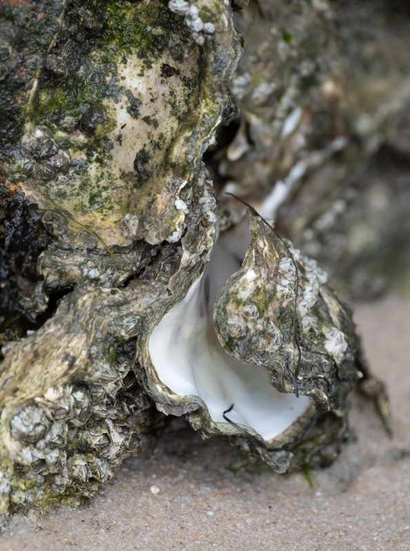 Iris-Gleich-Sylt-foto-kunst-kultur-3 Iris Gleich, Sylt, foto.kunst.kultur