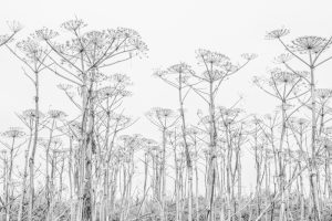 Waltraud Friesenbichler, Sylt, foto.kunst.kultur
