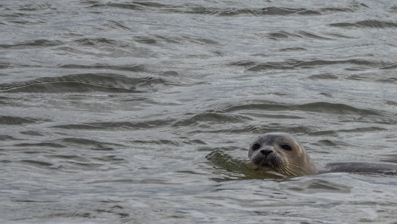 Harry Riexinger, Sylt, foto.kunst.kultur
