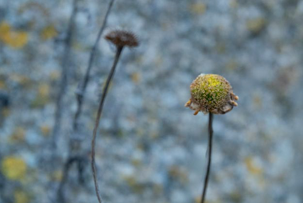 Joachim Förtsch, Wabi-Sabi, Egglhof, foto.kunst.kultur