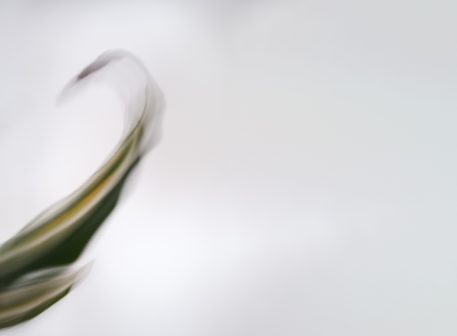 Iris Gleich, Malen mit der Kamera, foto.kunst.kultur