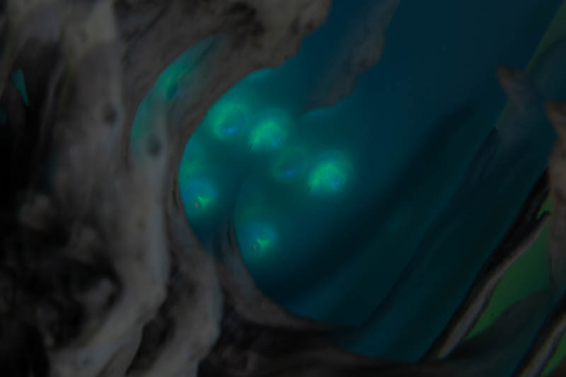 Eva Kaufmann-Schreiber, Fotoexperimente, Egglhof, foto.kunst.kultur